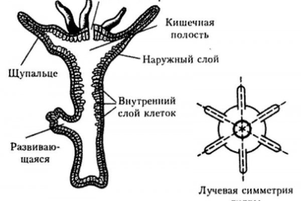 Работает ли кракен